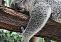 koala bear sleeping on tree